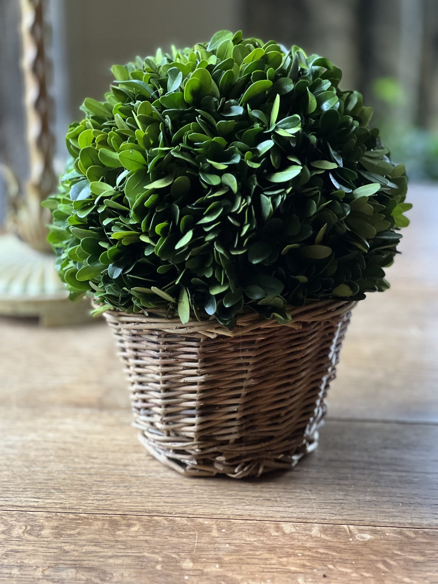 beautiful preserved boxwood in basket-2 sizes