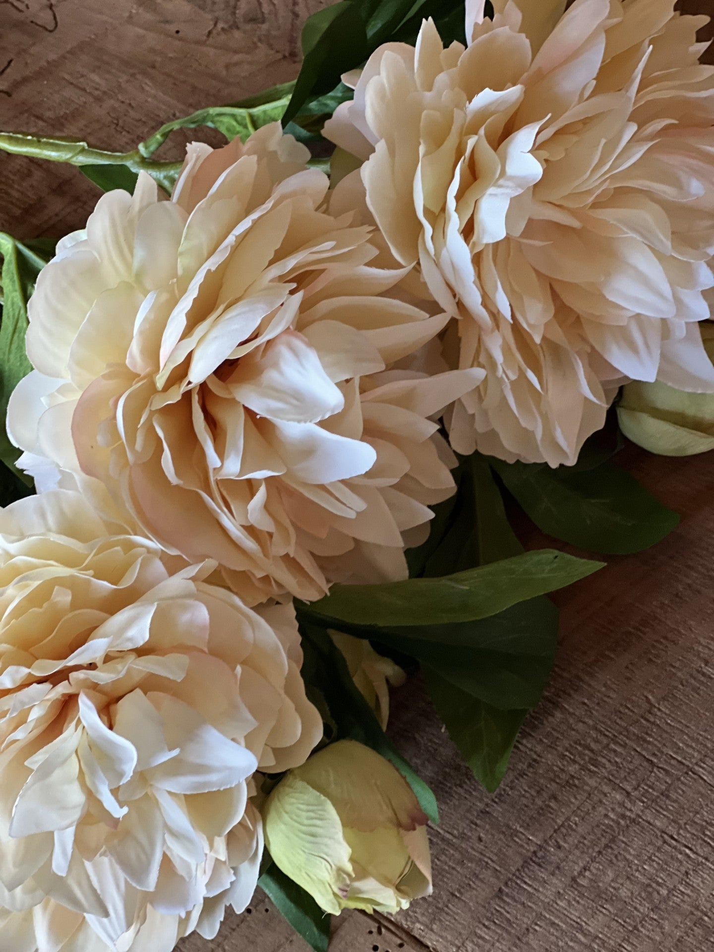 estate garden peony cream