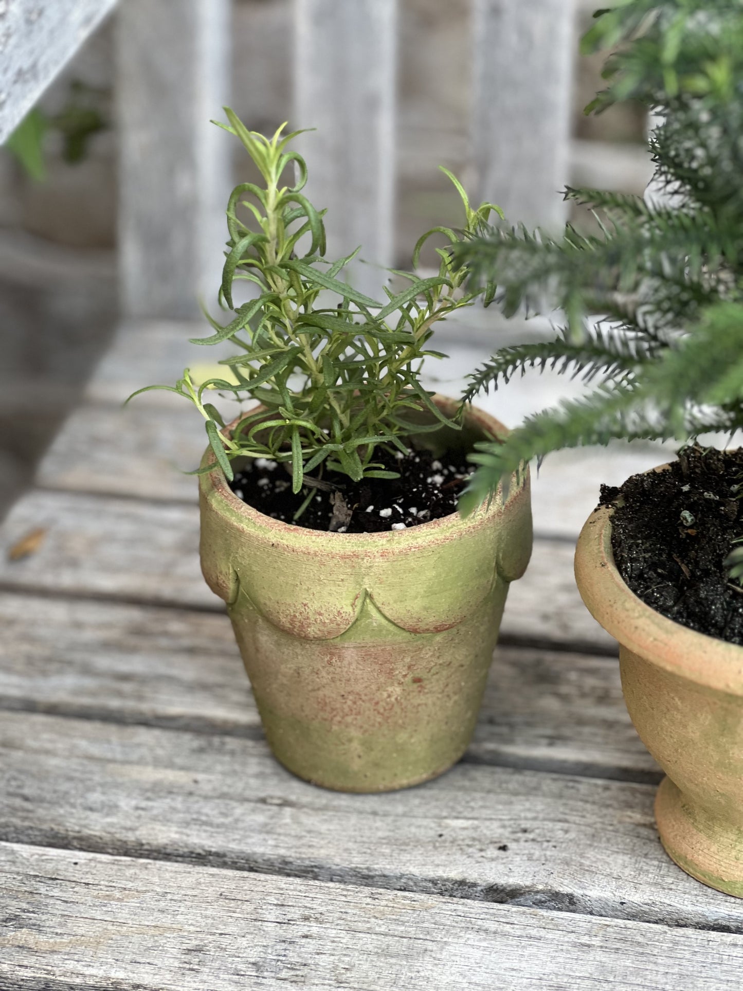 adorable herb pots set of 3 - set one