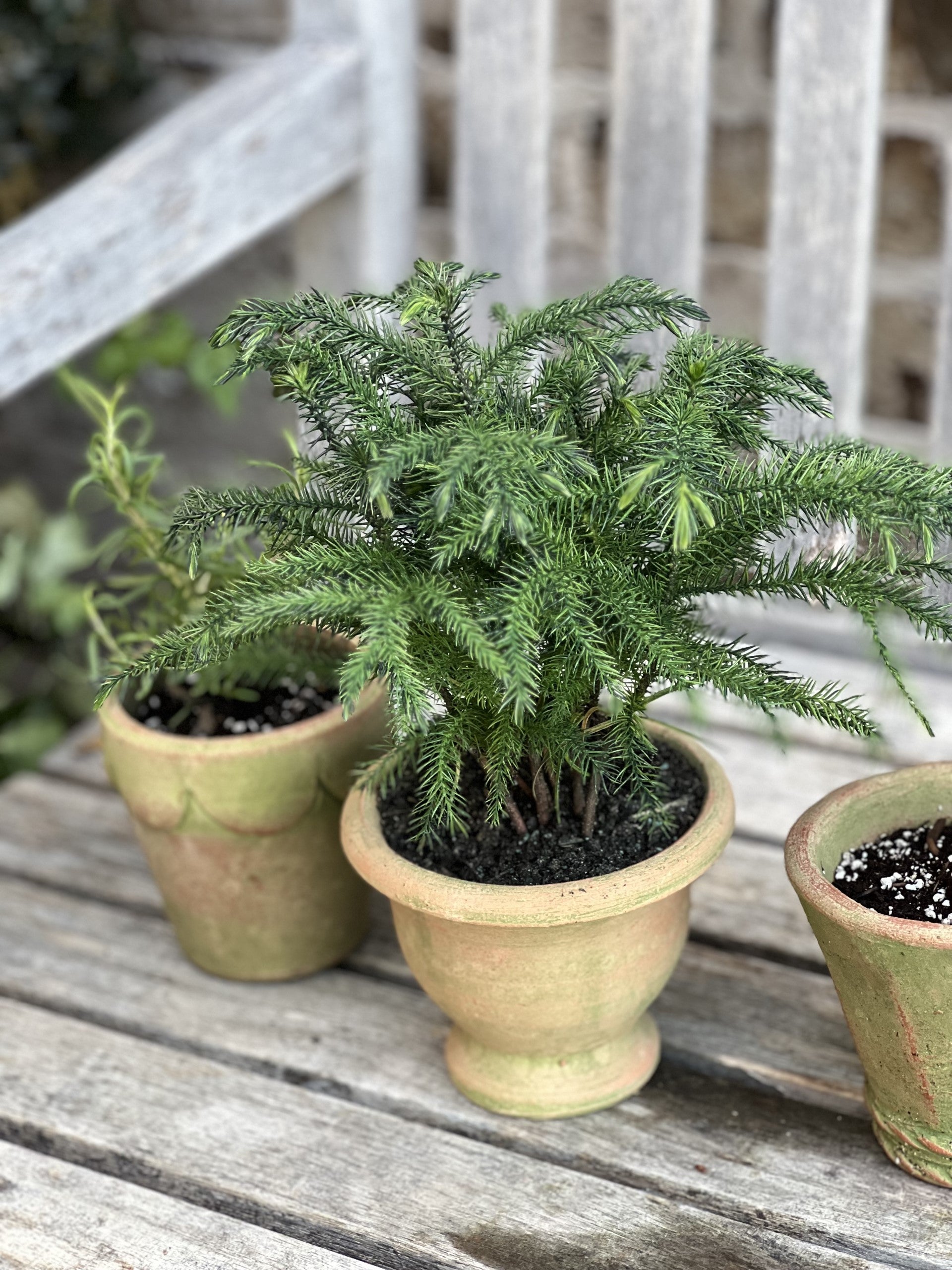 Adorable Herb Pots Set Of 3 Set One Blessedmommahome   HerbPotssetOne4 